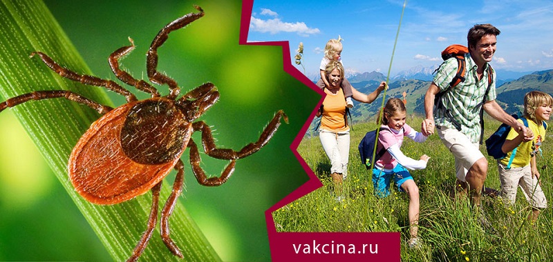 Клещевой энцефалит: коварный враг притаился в кустах.